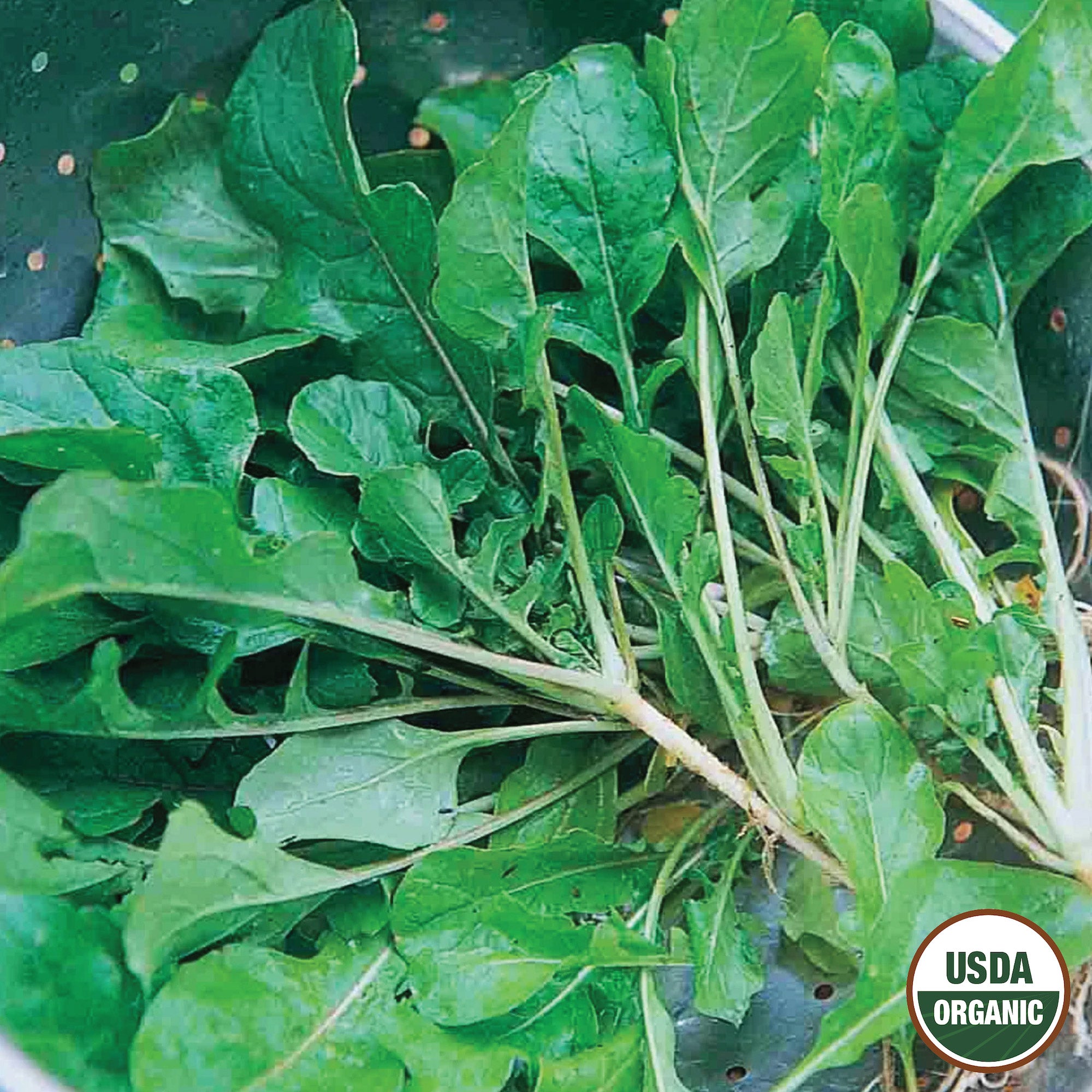 A bunch of fresh green leafy turnip greens with a USDA organic label.